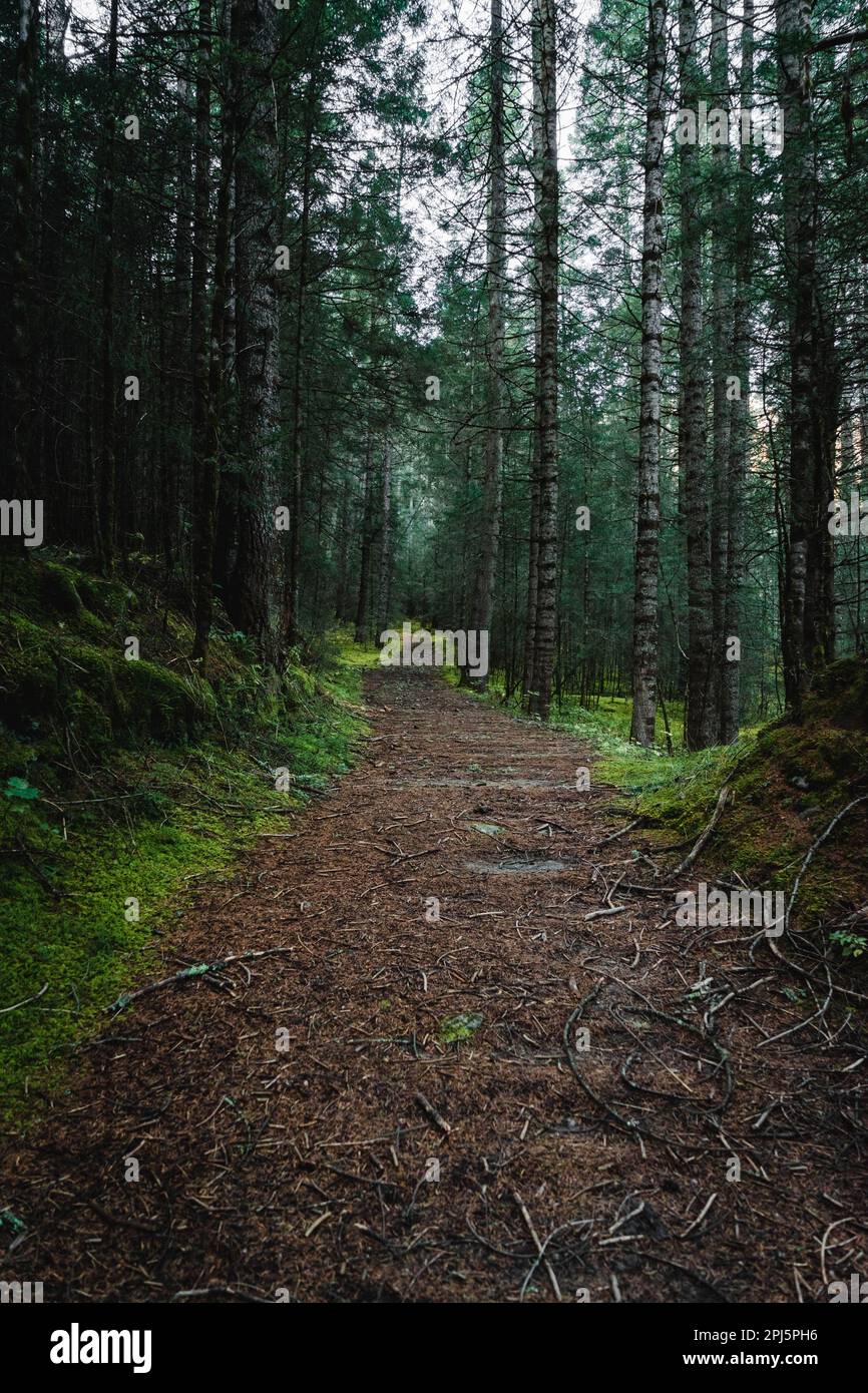 A scenic dirt trail winding through a lush forest environment, with ...