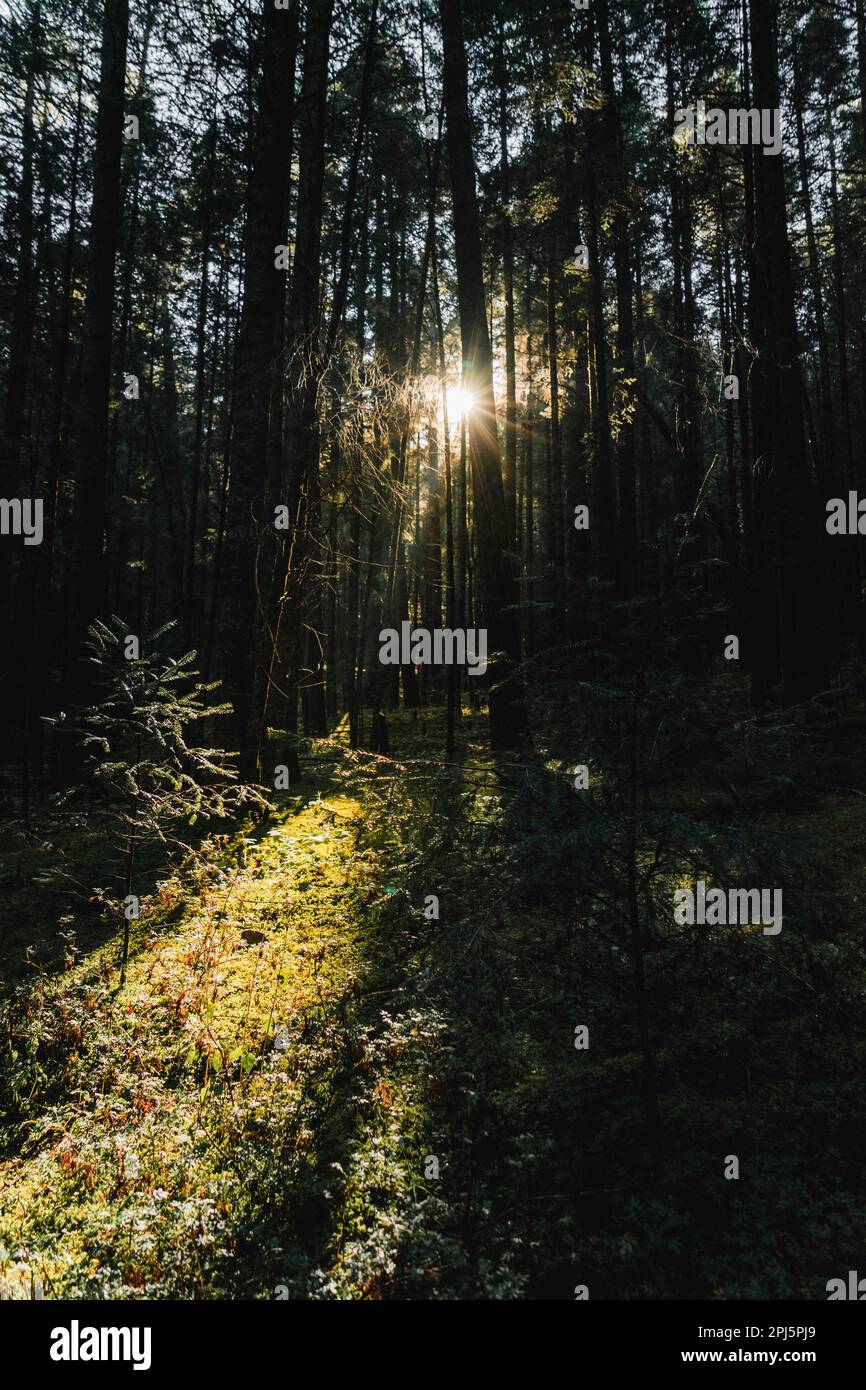 A sunbeam shining through a dense forest of tall trees, creating a ...