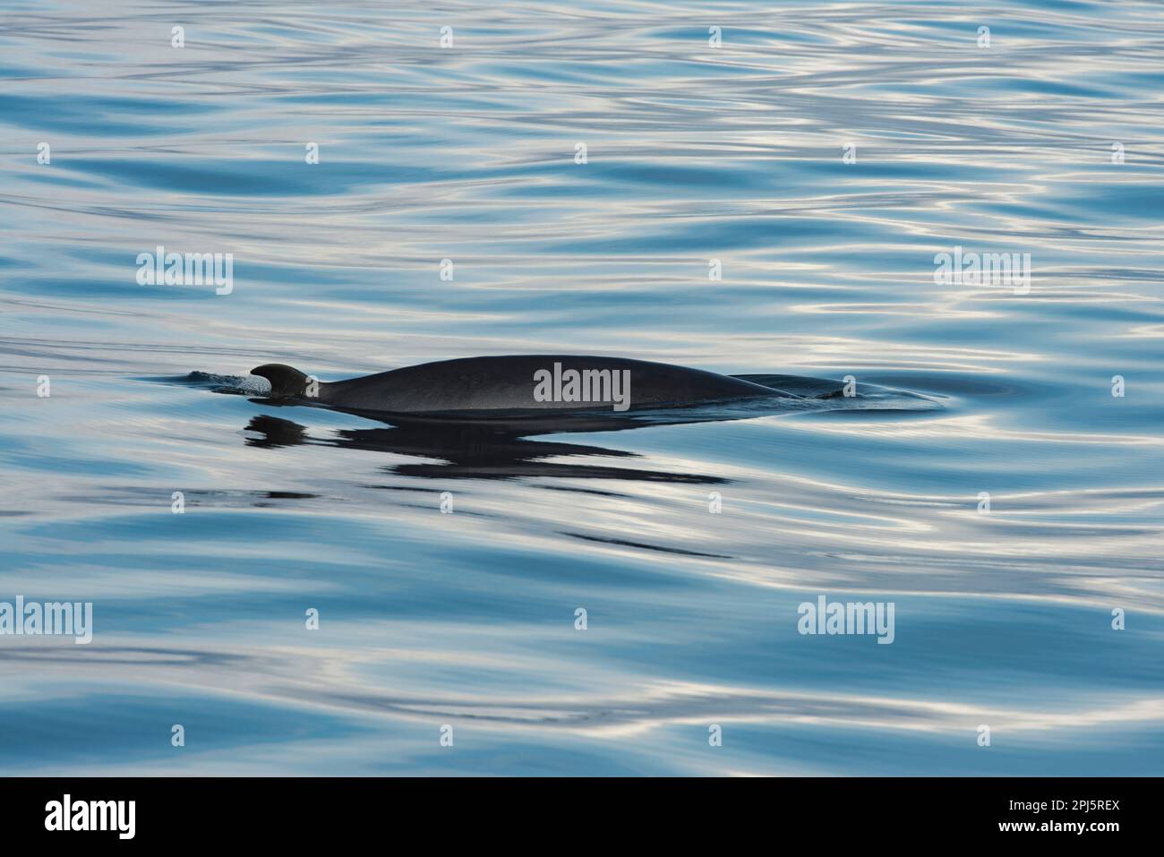Minky whale seen close to Reykjavik, Iceland Stock Photo