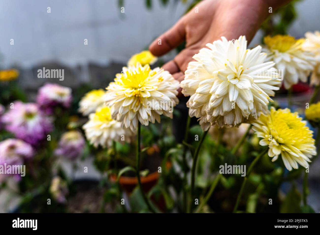 Chrysanthemums in the garden. White color chrysanthemum flower.A bouquet of beautiful chrysanthemum flowers outdoors. Beautiful Chrysanthemum flower b Stock Photo