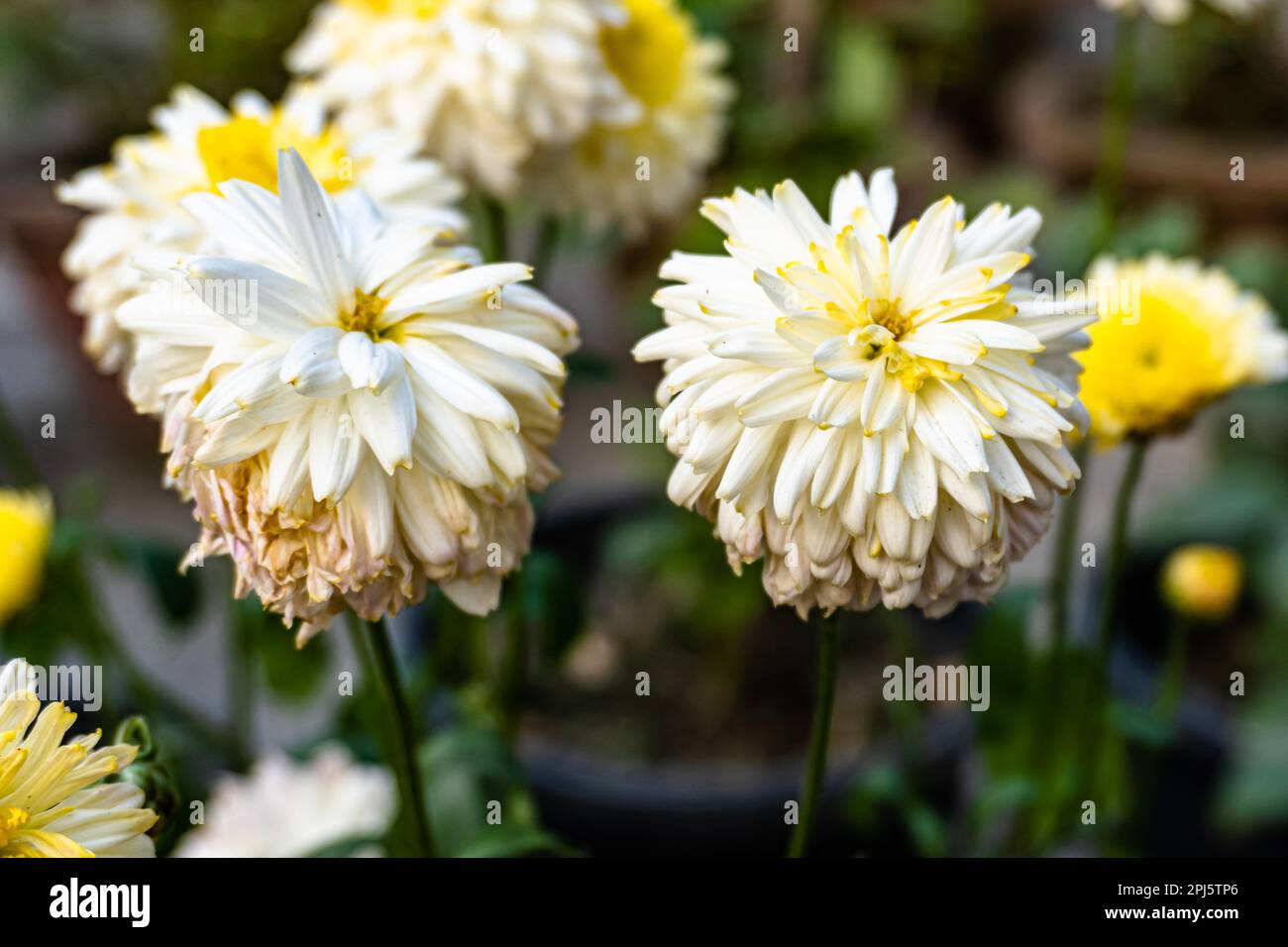 A bouquet of beautiful chrysanthemum flowers outdoors. Chrysanthemums in the garden. White color chrysanthemum flower. Stock Photo
