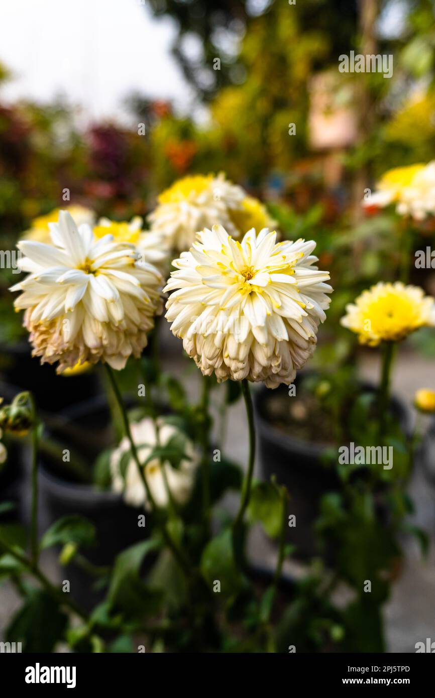 Chrysanthemum integrifolium hires stock photography and images Alamy