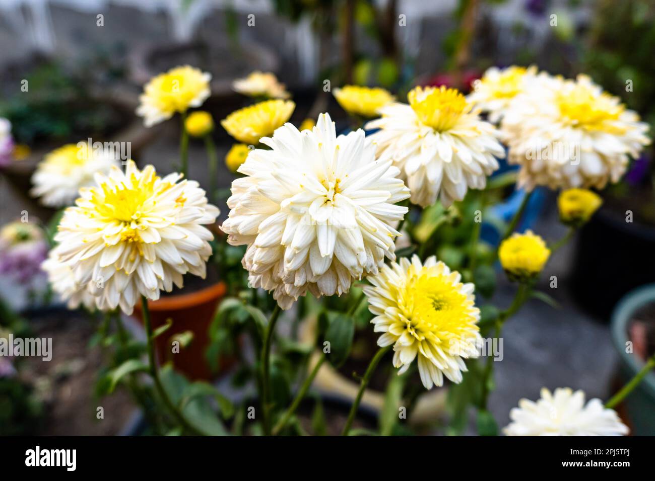 Nature Autumn Floral background. Beautiful chrysanthemum flowers outdoors. Chrysanthemums in the garden. Stock Photo