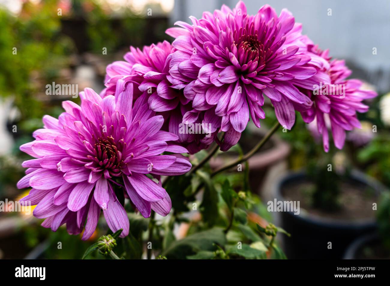Beautiful Chrysanthemum flower blooming. Chrysanthemums blossom season. Pink chrysanthemum flower. Stock Photo