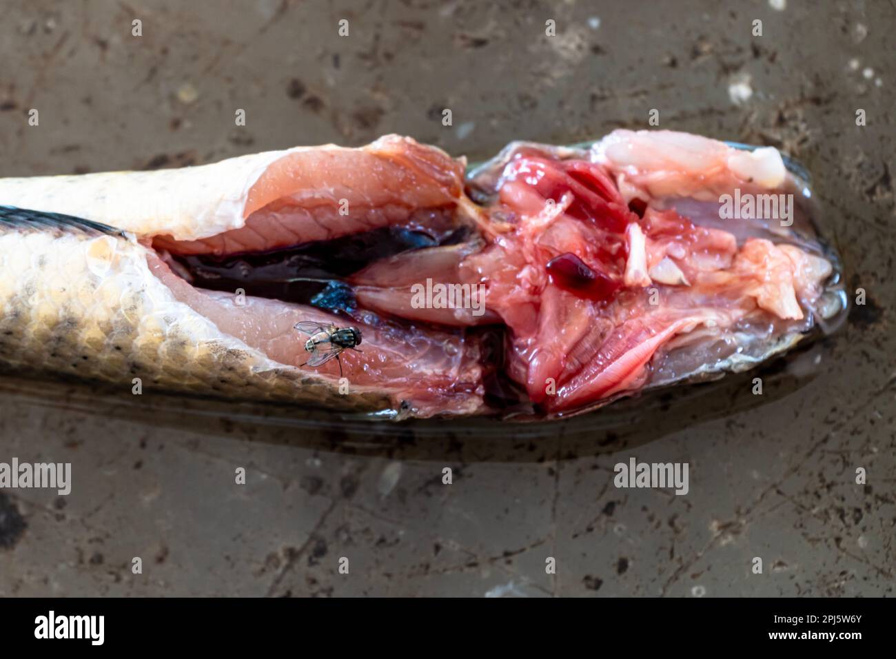 Dissection of Lata Fish, Dissection of Cranial Nerves. Circulatory System of Channa Punctatus (Lata Fish) | Zoology, Zoology practical Stock Photo
