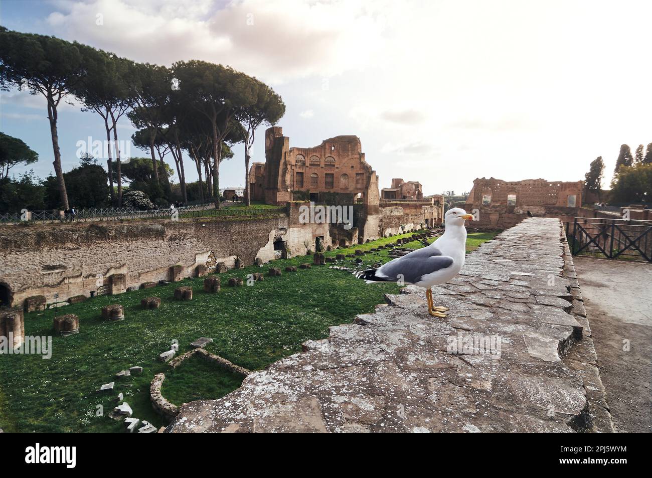 a seagull standing over the ruins of an hippodrome on the Palatino hill