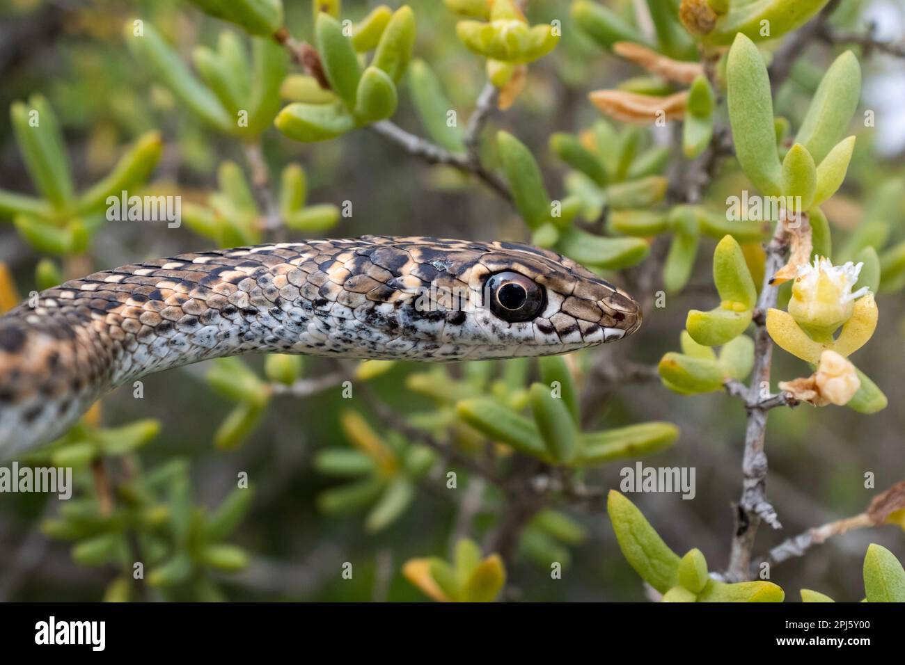 A macro shot of a brown patterned snake slithering through a shrubbery Stock Photo