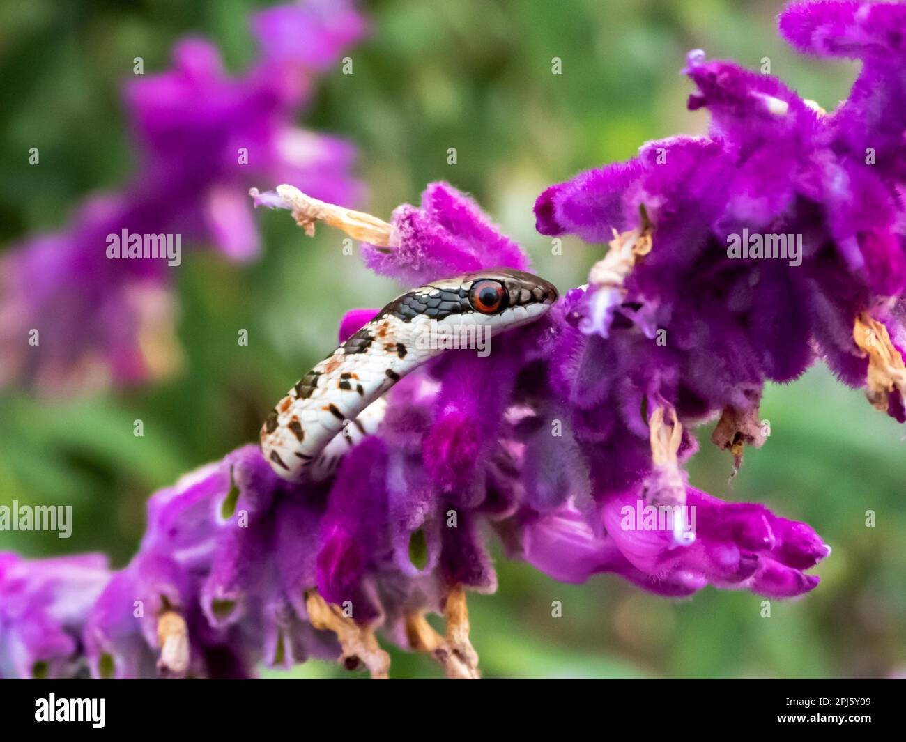 A close-up shot of a snake coiled on a bed of purple flower petals in a natural outdoor Stock Photo