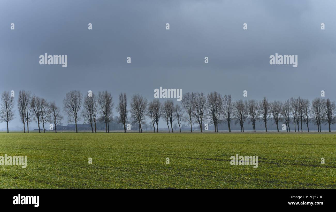 Tree line somewhere in the countryside in Groningen, The Netherlands ...