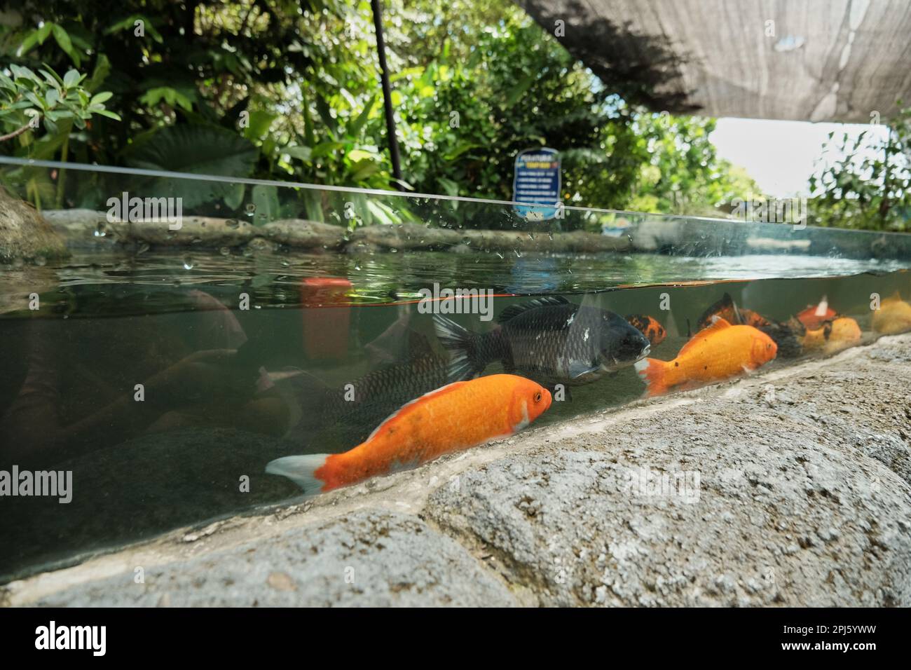 Cyprinus carpio or Common carp in a big outdoor aquarium. Gold fish at gembira loka zoo,  Jogjakarta. School of golden fishes. Stock Photo