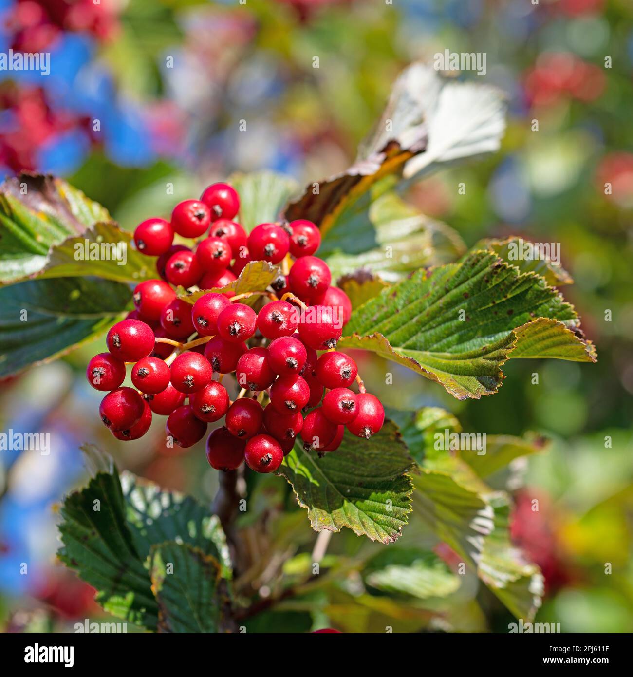 Fruits from the mealberry tree in a close-up Stock Photo