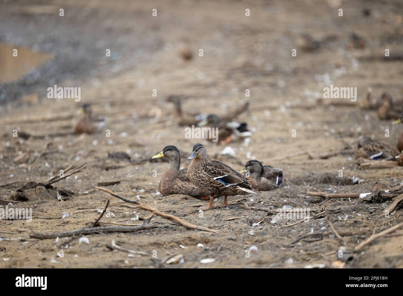 Ducks gathered on the Swinsty Reservoir bed during the 2022 drought and