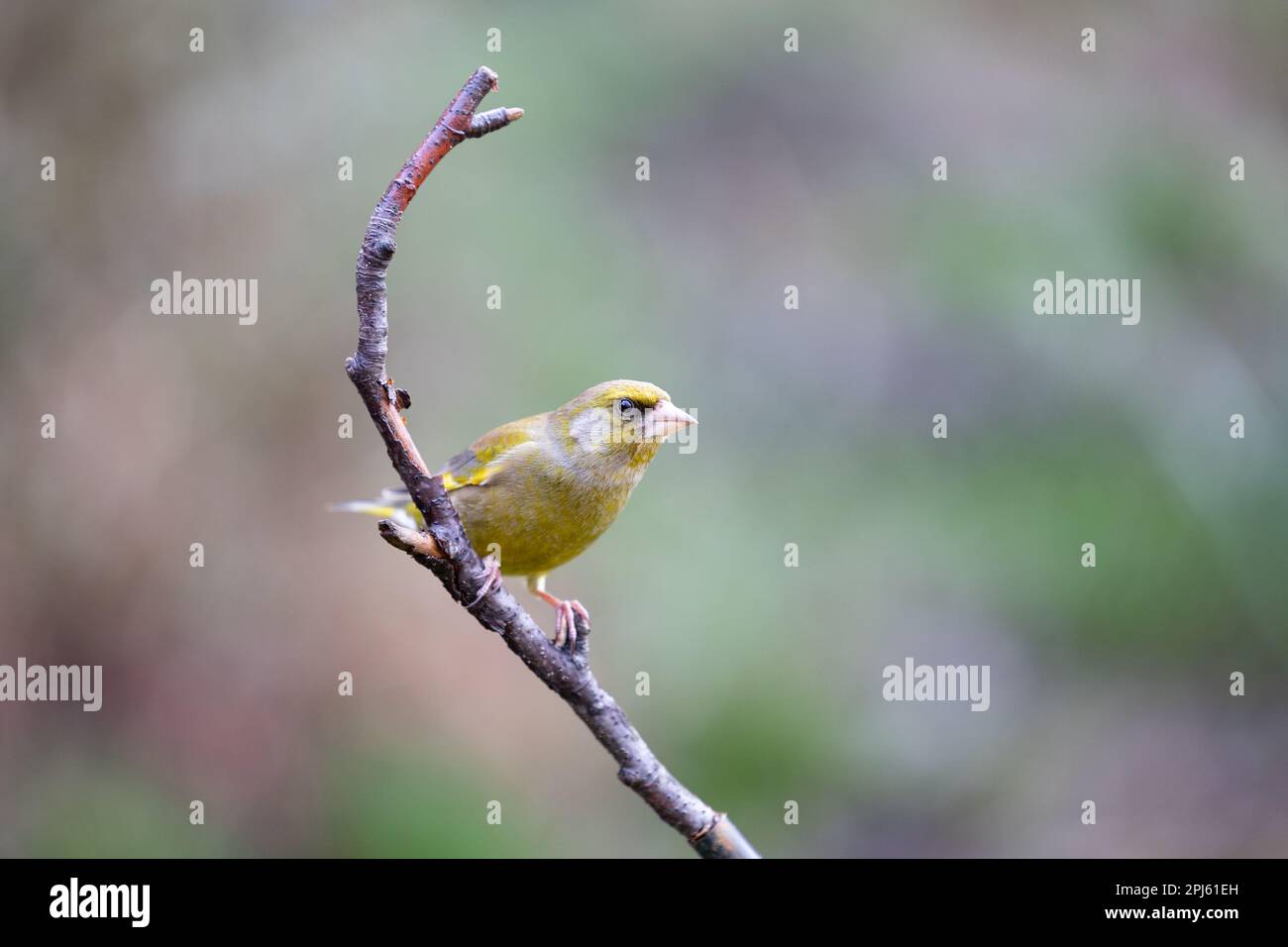 Greenfinch (Chloris chloris) perched on a thin branch -Yorkshire, UK (February 2023) Stock Photo