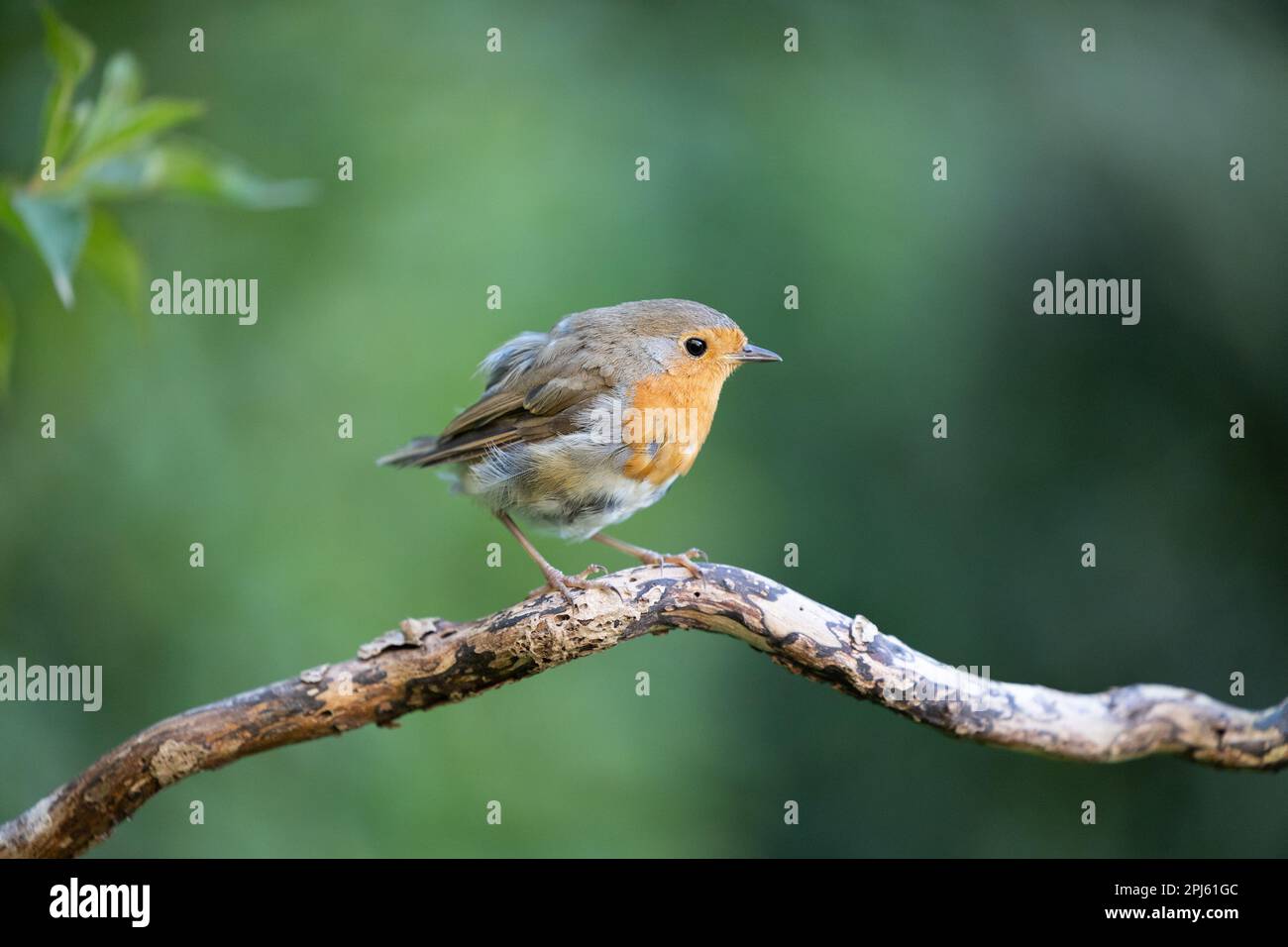 Tailless European Robin (Erithacus rubecula) perched on a branch in summer. Missing tail feathers - Yorkshire, UK (August 2022) Stock Photo
