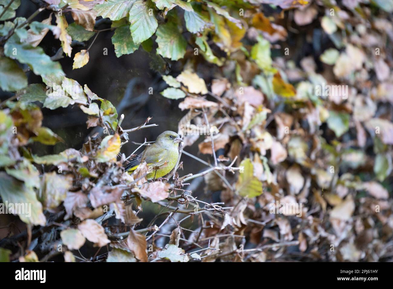 Adult male Greenfinch (Chloris chloris) perched in a beech hedge - Yorkshire, UK (November 2022) Stock Photo