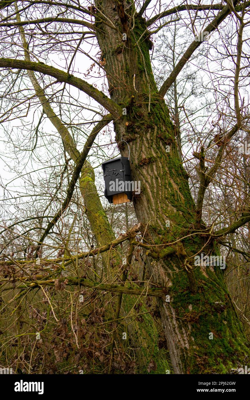 Bat nesting box in a tree Stock Photo Alamy