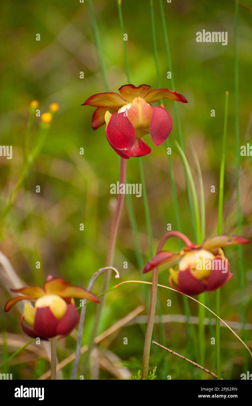 Pitcher Plants blossoms at Singing Sands Fen, Bruce Peninsula National Park. Stock Photo
