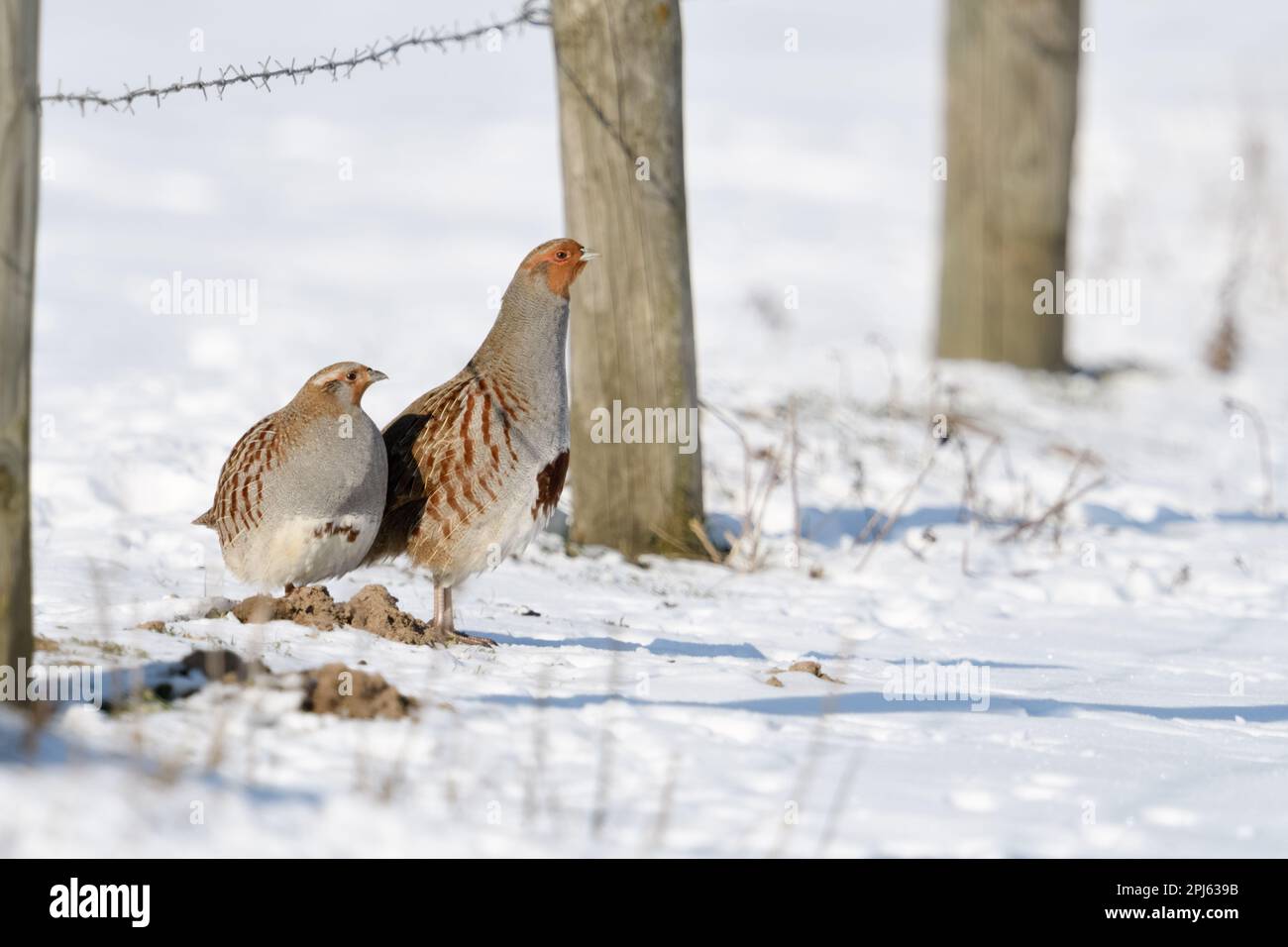 Hen and rooster... Grey partridges ( Perdix perdix ), partridge pair with clearly visible distinguishing features in snow Stock Photo