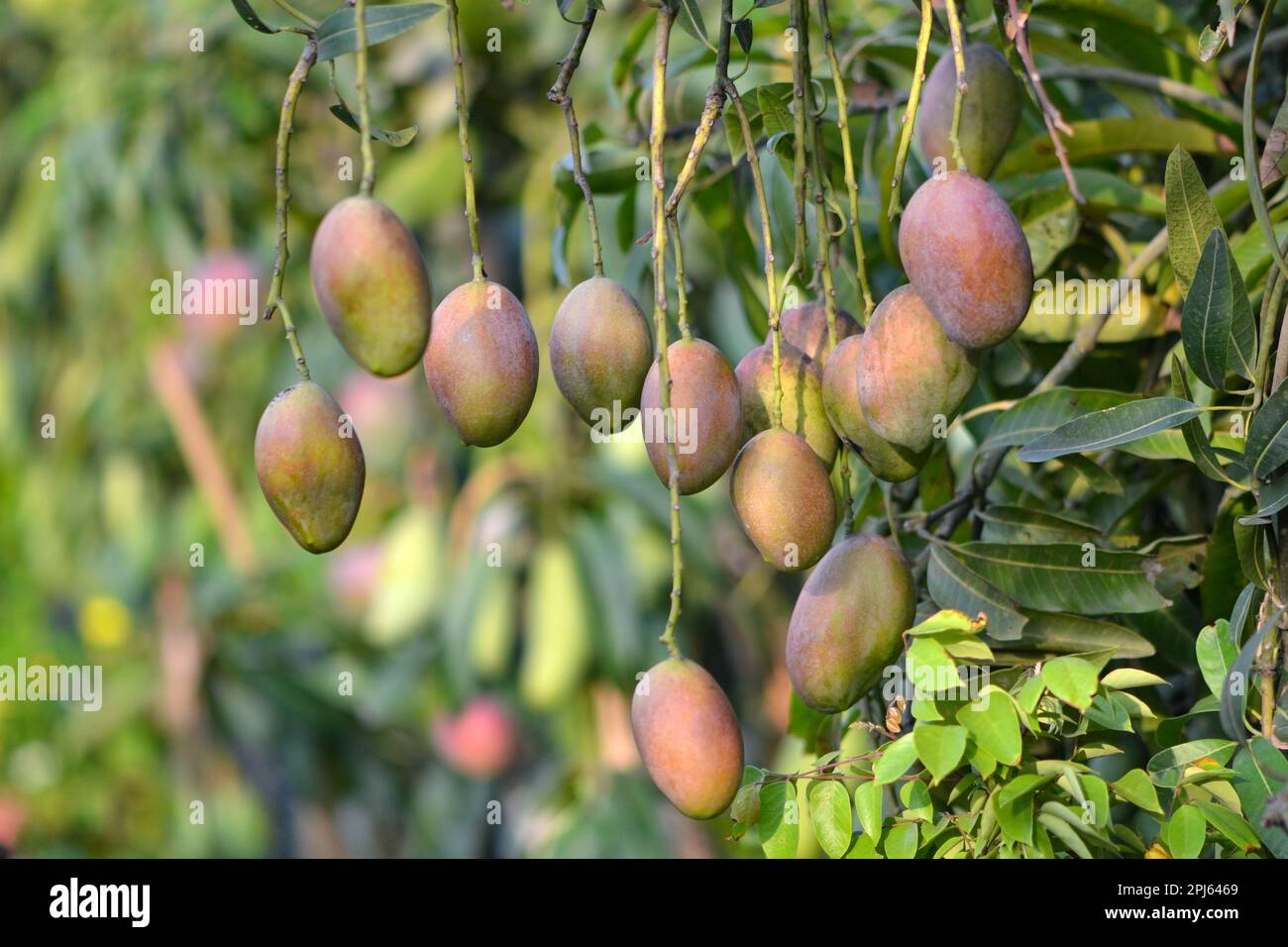 Bangladeshi seasonal fruit Stock Photo - Alamy