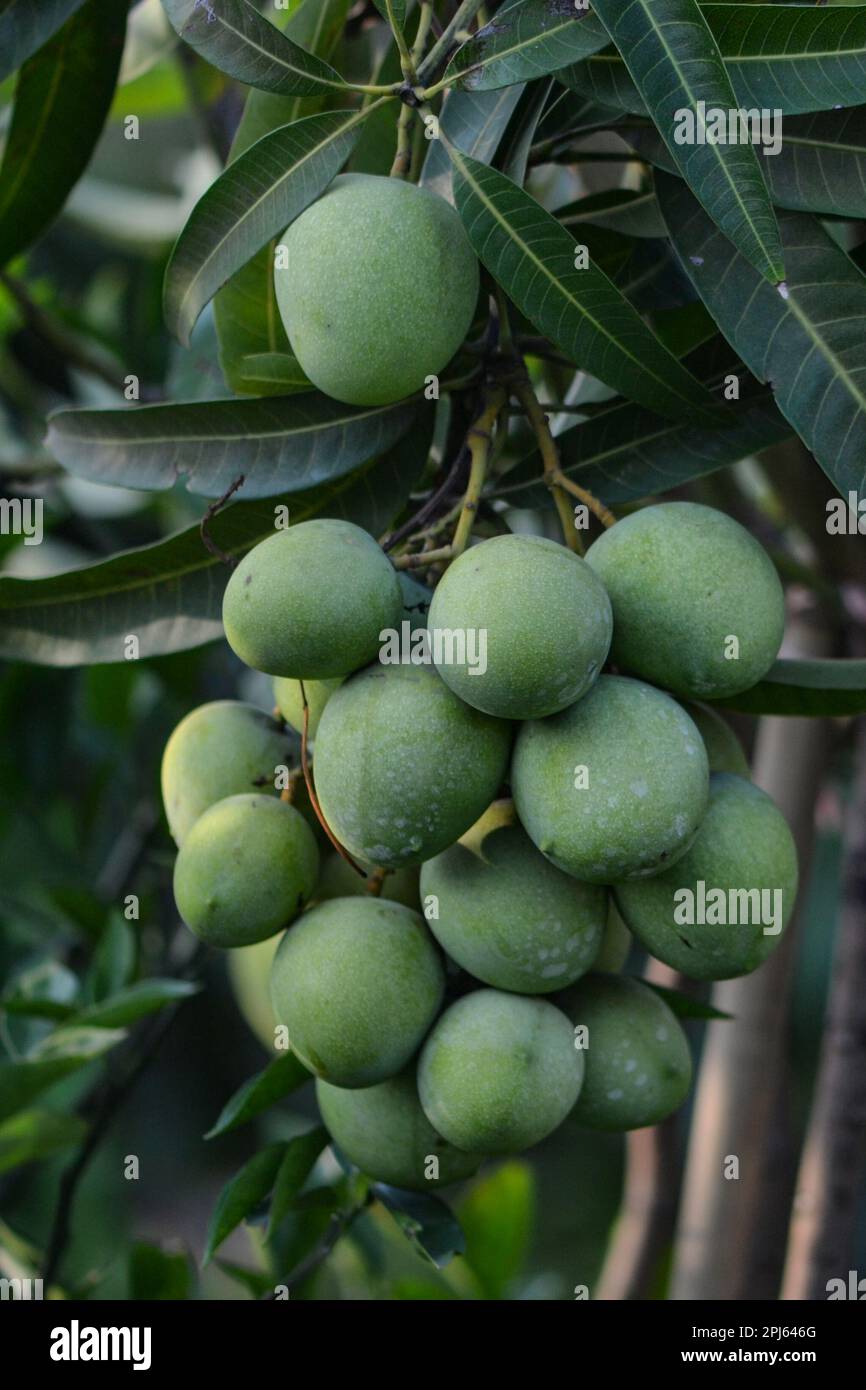 Bangladeshi seasonal fruit Stock Photo