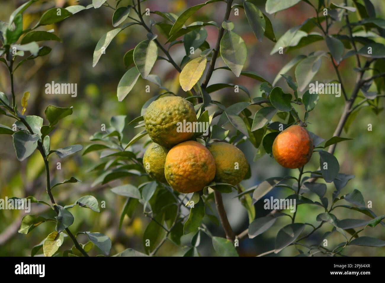 Bangladeshi seasonal fruit Stock Photo