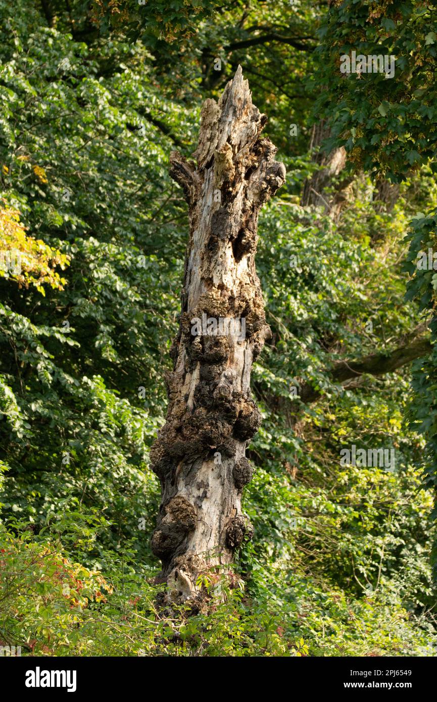 Rotting tree standing on the edge of woodland Stock Photo - Alamy