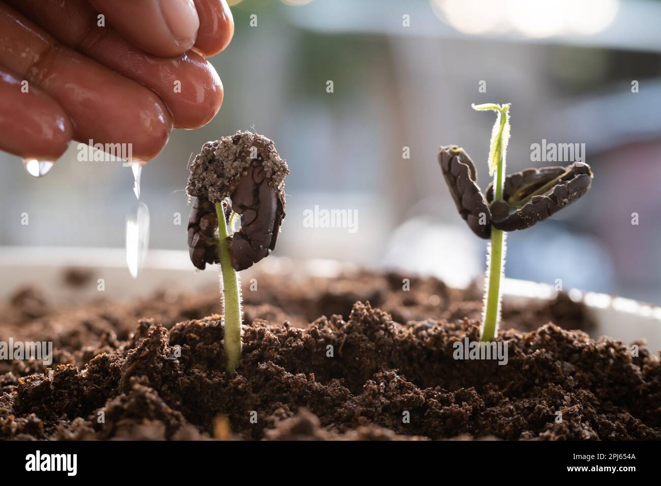 Tree seeds grow in fertile soil and farmers water the trees. Natural environment preservation concept. Stock Photo