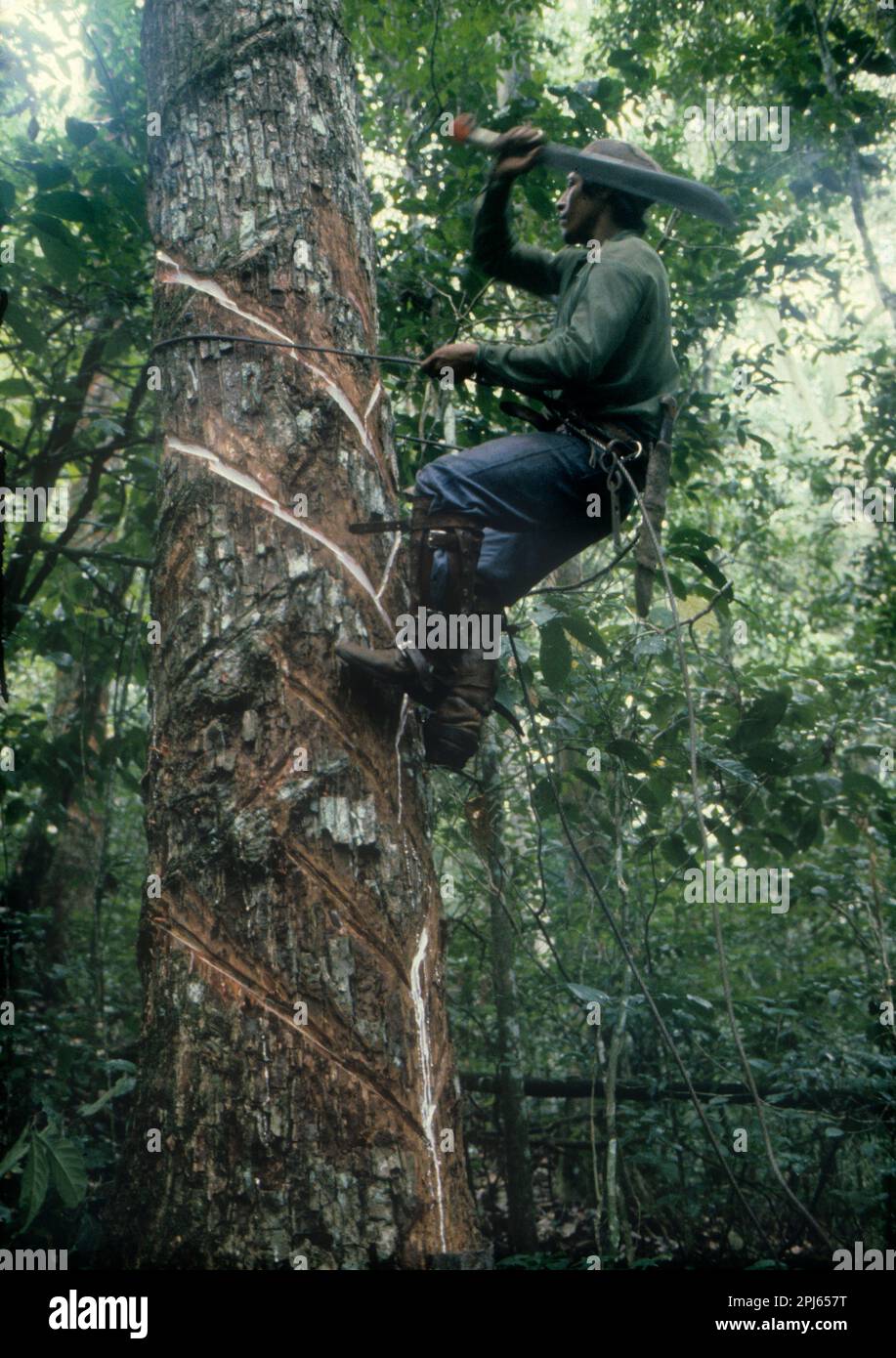 Man collecting balata latex (Manilkara bidentata, family Sapotaceae) in Amazon rainforest. It has been used for golf-ball covers and machie belts Stock Photo