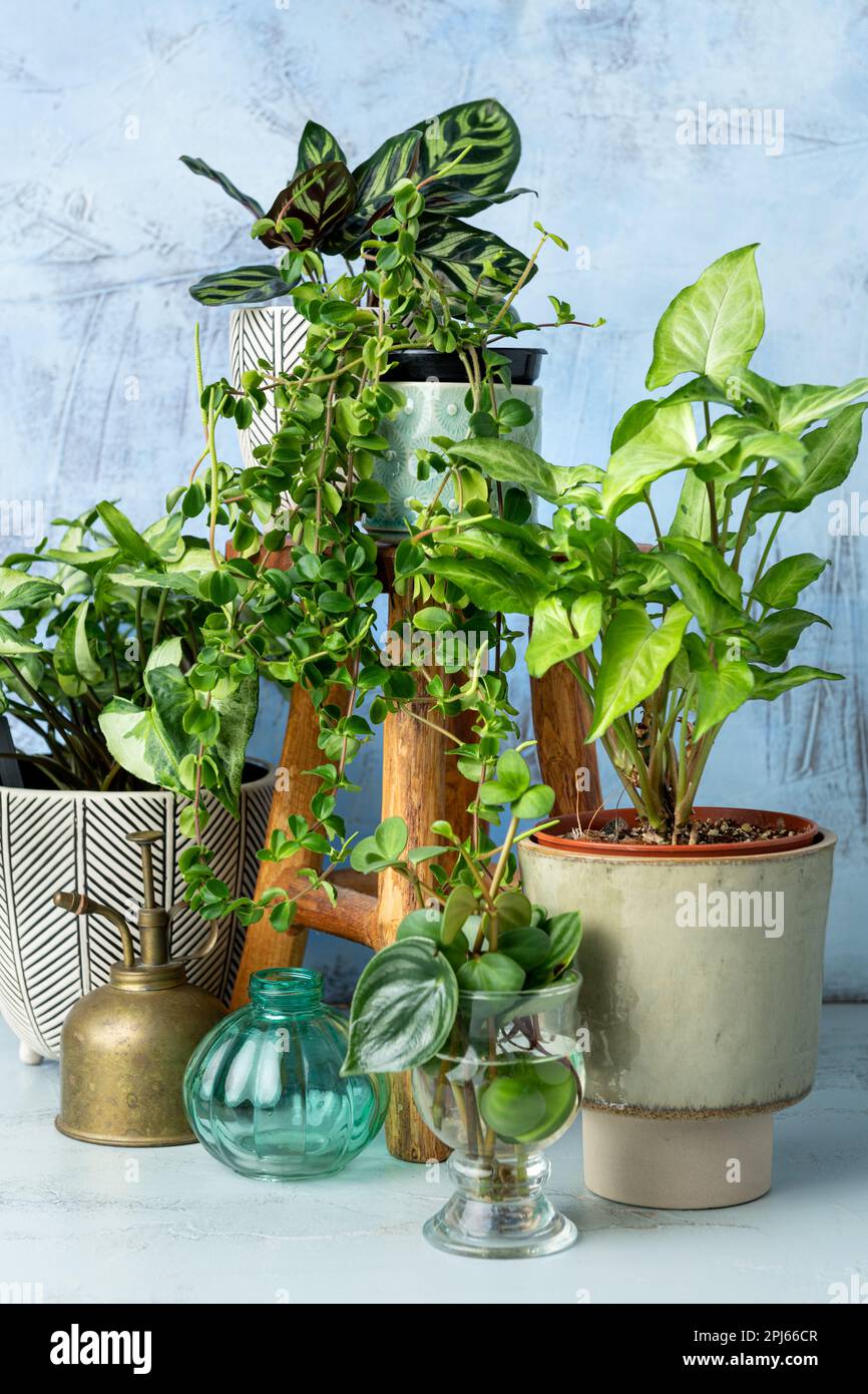 House plants arrangements Stock Photo