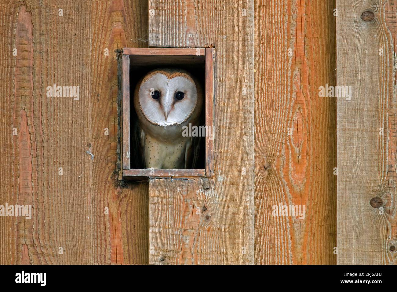 Juvenile barn owl in barn hi-res stock photography and images - Alamy