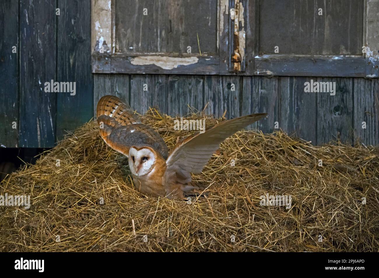 Common barn owl (Tyto alba) taking off from hay inside wooden shed at farm in spring Stock Photo