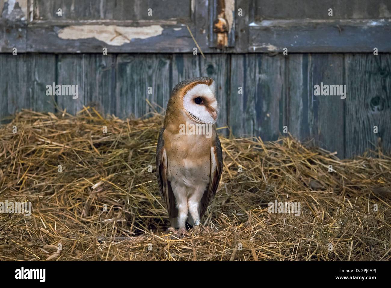 Common barn owl (Tyto alba) sitting in hay inside wooden shed at farm in spring Stock Photo