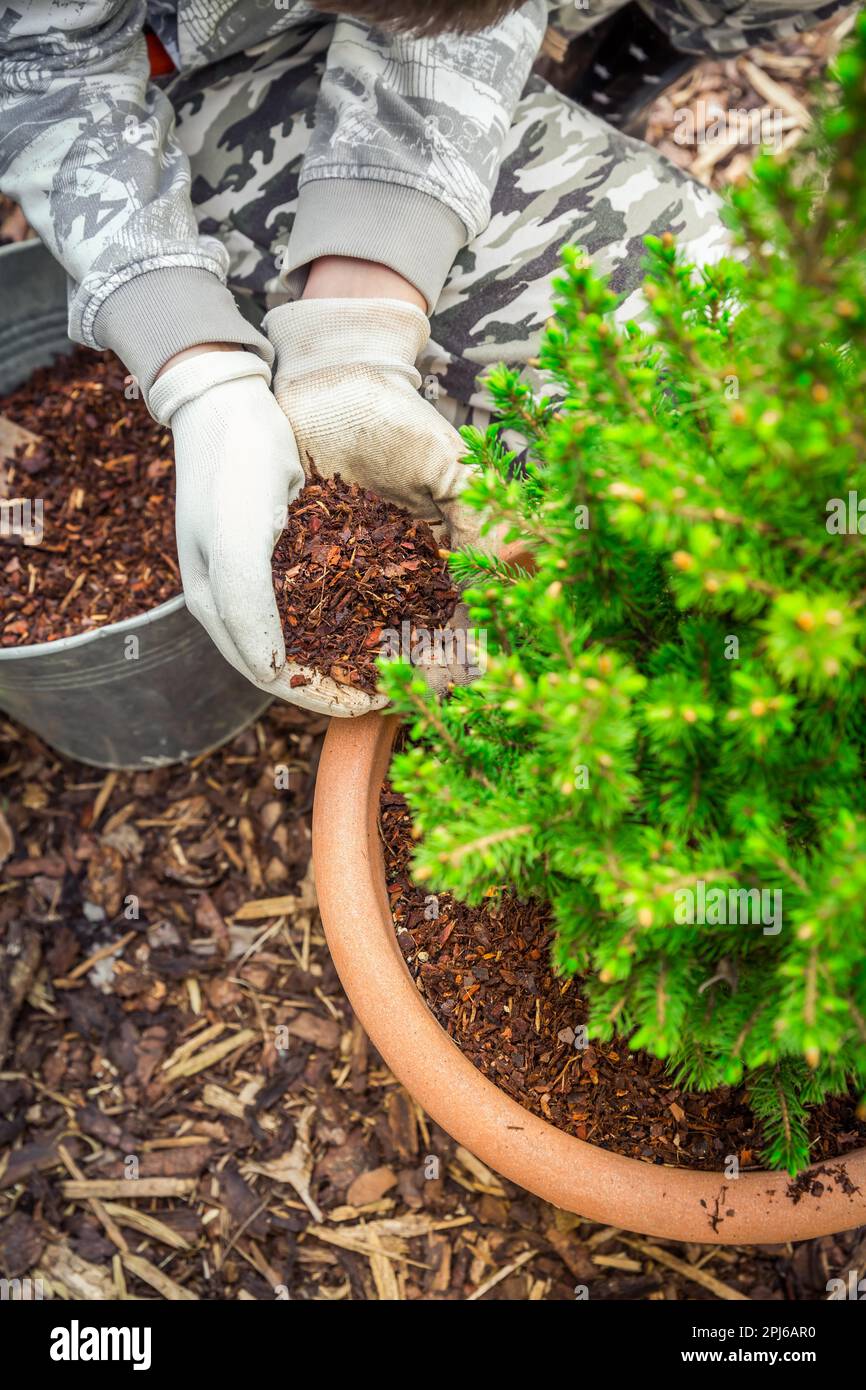 Garden and gardening Mulching potted plants with pine bark againts to