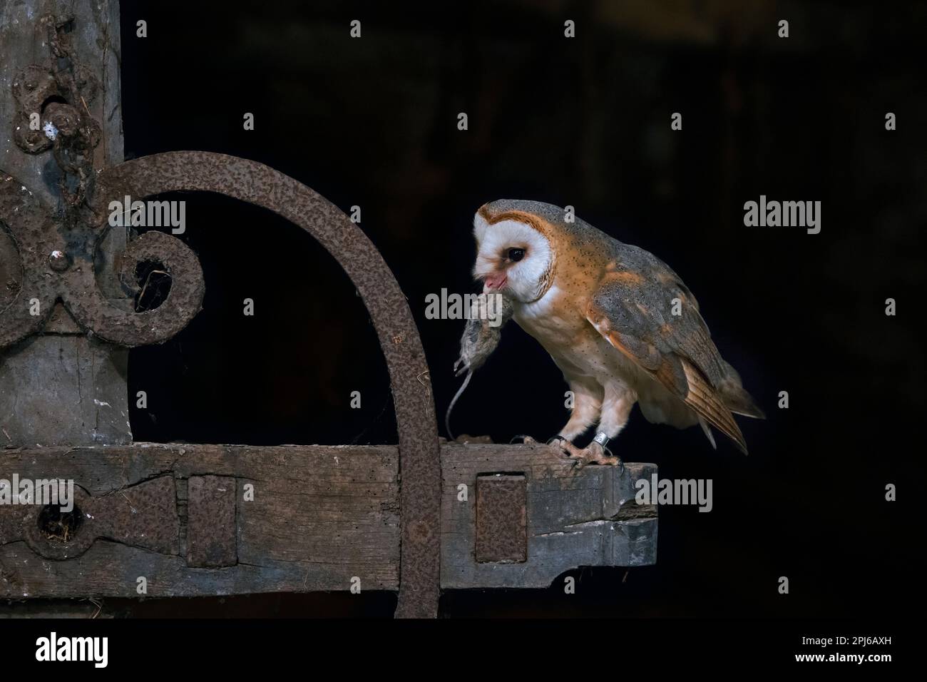 Common barn owl (Tyto alba) with caught mouse prey in beak, perched on old wooden agricultural machine at farm in the countryside at night Stock Photo