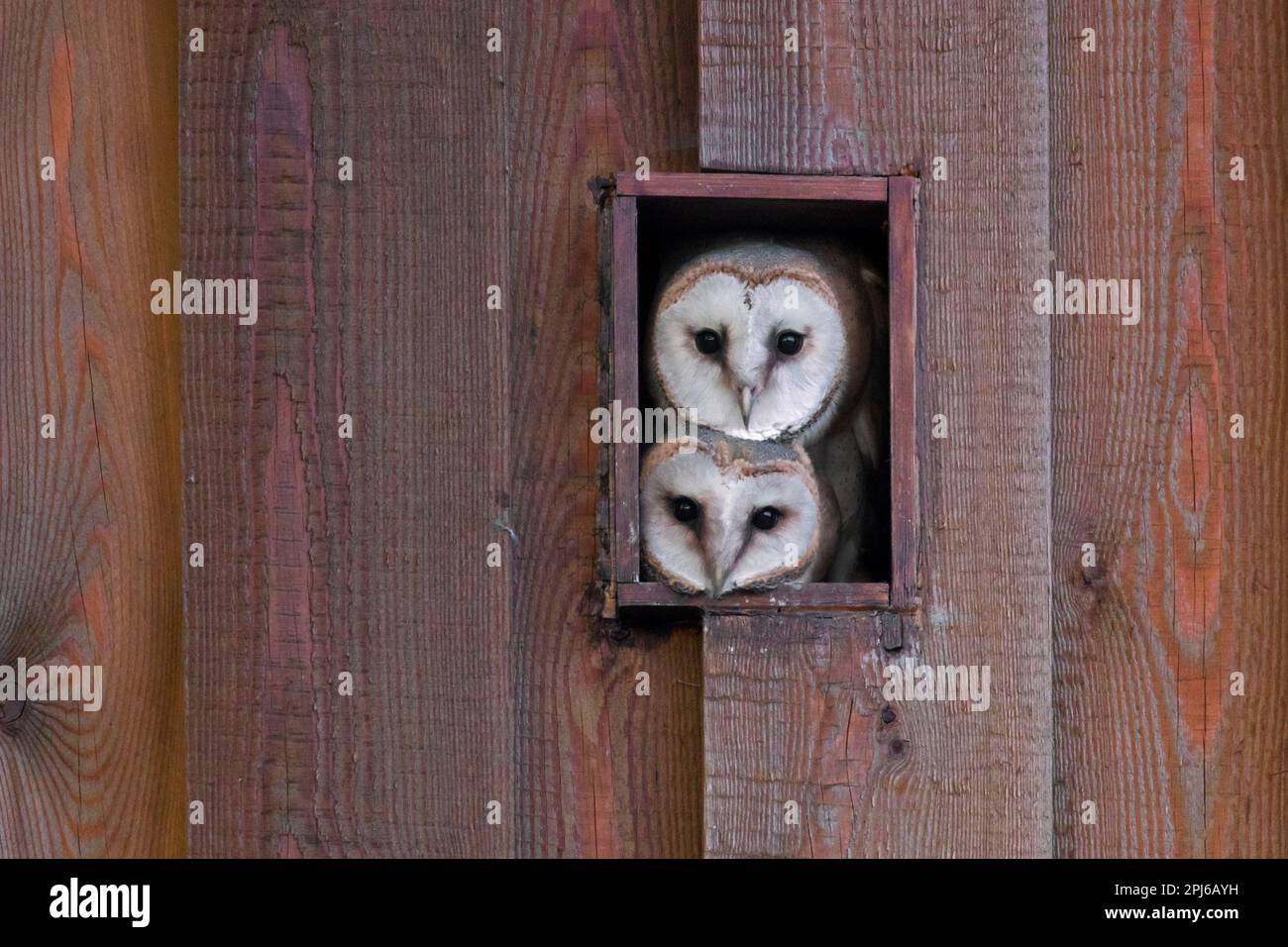 Young common barn owls (Tyto alba), two curious juveniles looking through gap in wooden shed in summer Stock Photo
