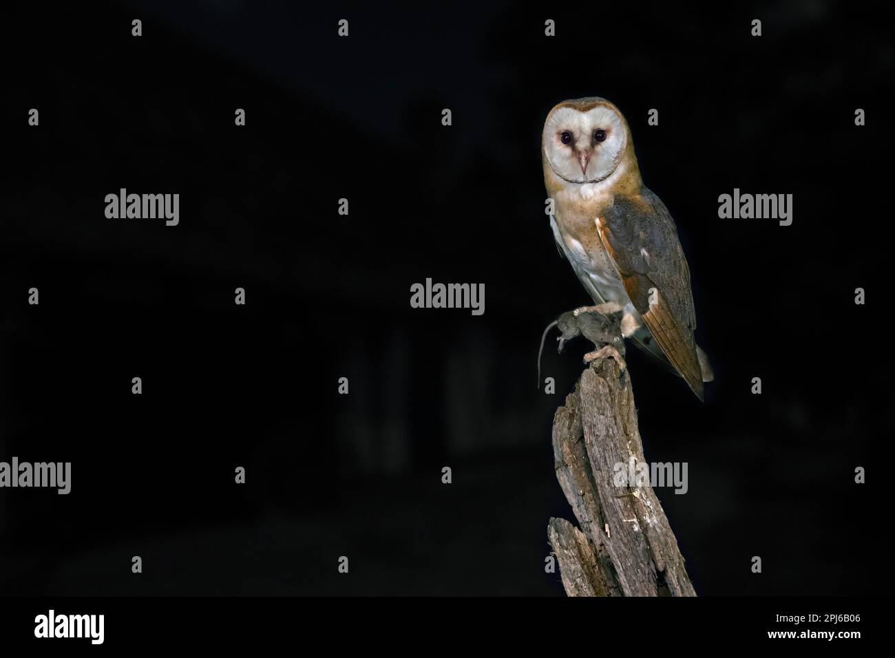 Common barn owl (Tyto alba) with mouse prey in its claws, perched on old wooden fence post at farm in the countryside at night Stock Photo