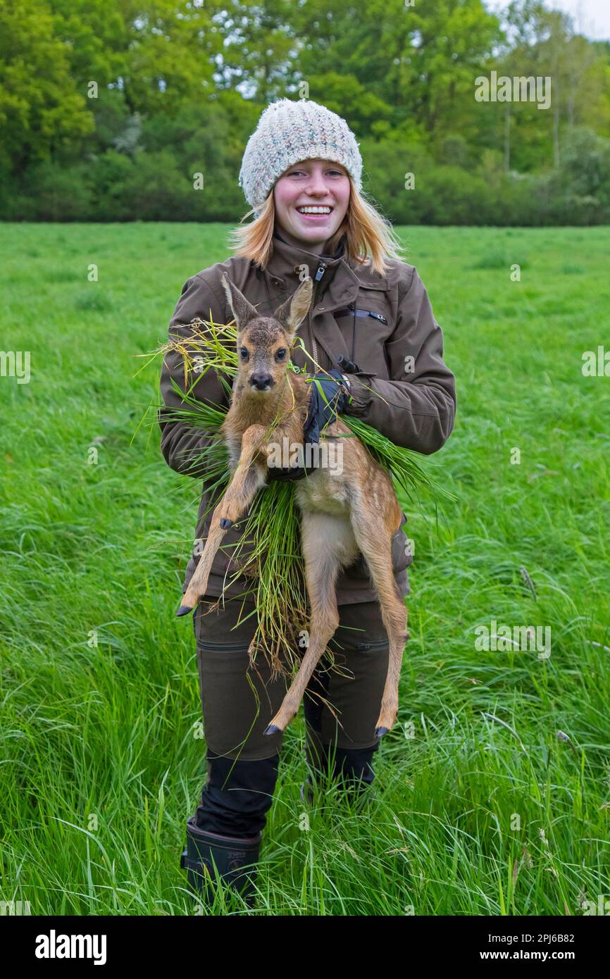 Rescue team removing hidden roe deer fawn, found in tall grass with drone equipped with thermal imaging camera, before mowing grassland in spring Stock Photo