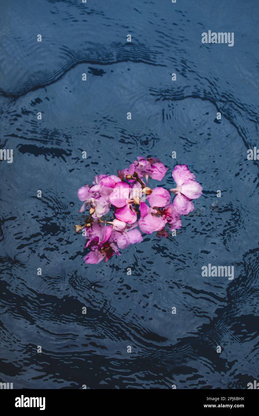 Bouquet of pink fresh tropical flowers in water. Aesthetic details
