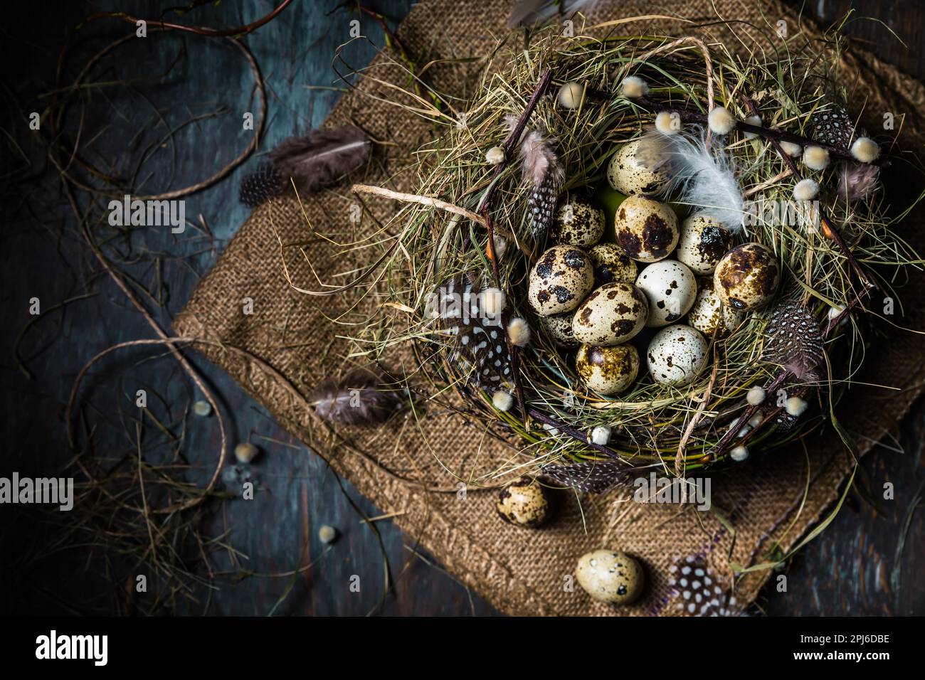 Nest with quail eggs for Easter and blooming branches on black background Stock Photo