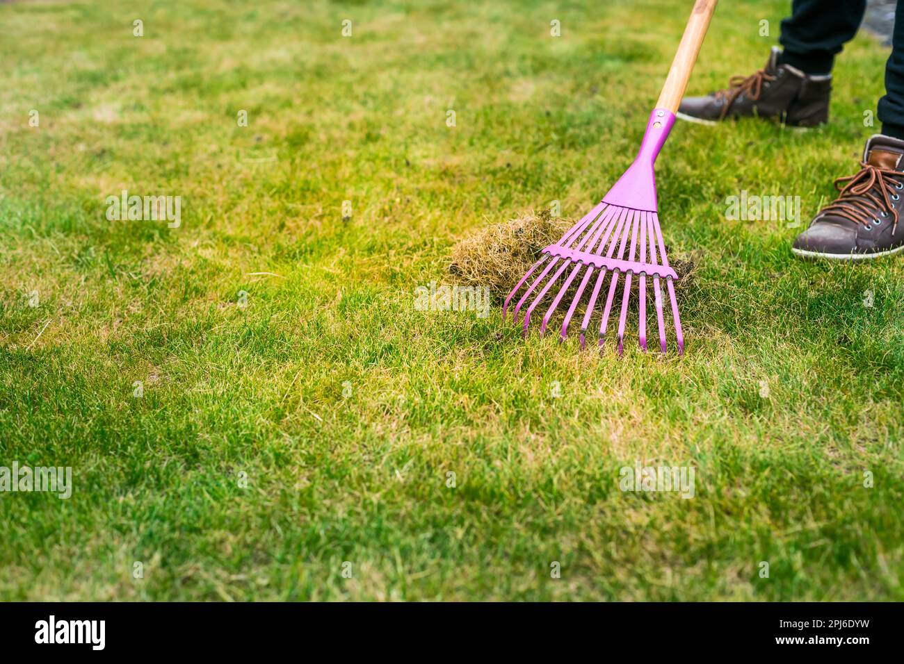 Cleaning up the grass with a rake. Aerating and scarifying the lawn in the garden. Improving the quality of the lawn by removing old grass and moss Stock Photo