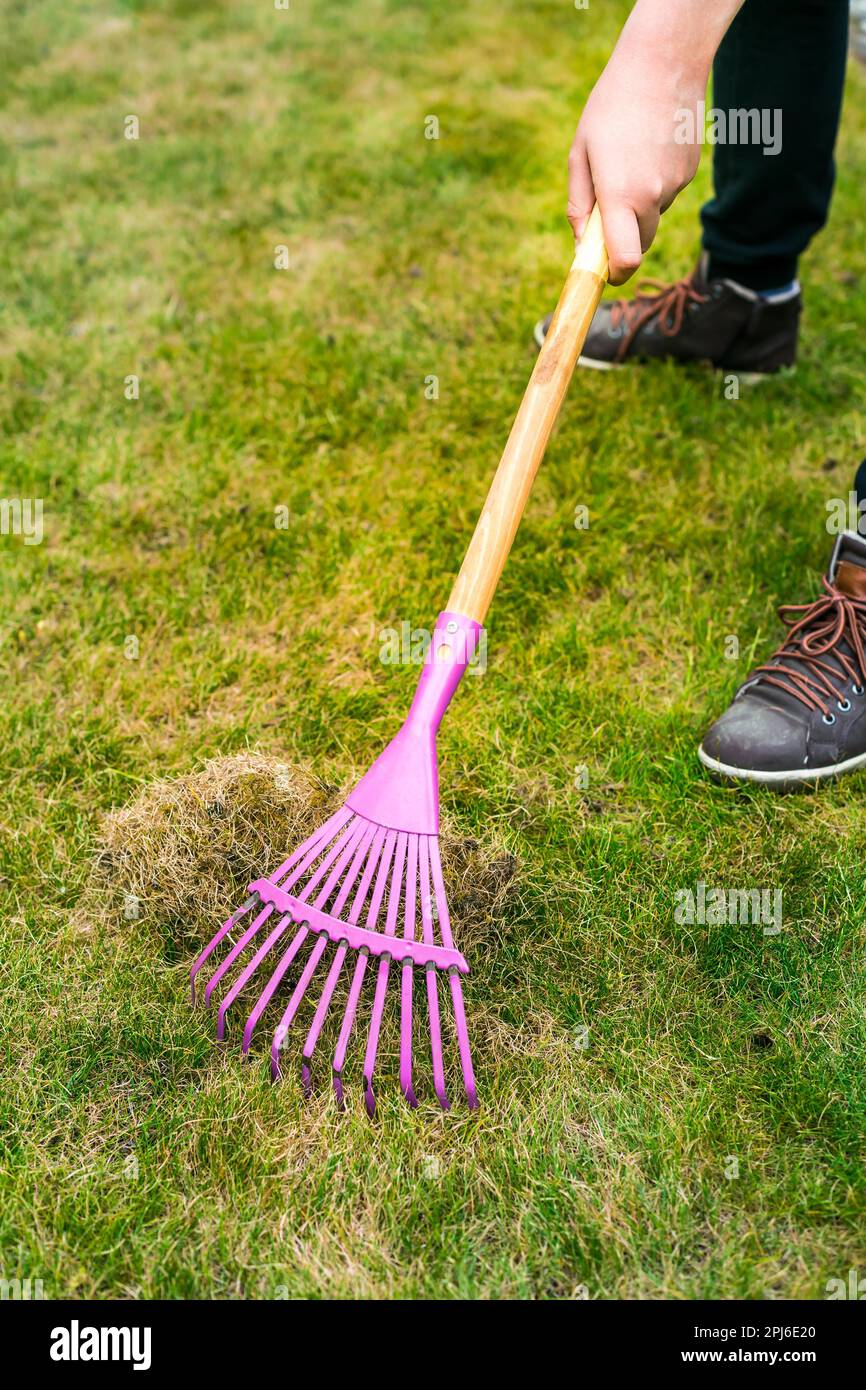 Cleaning up the grass with a rake. Aerating and scarifying the lawn in the garden. Improving the quality of the lawn by removing old grass and moss Stock Photo