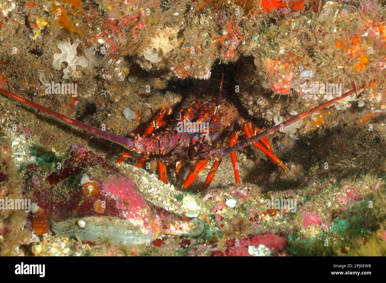 Comb crayfish (Panulirus homarus rubellus), Aliwal Shoal dive site, Umkomaas, KwaZulu Natal, South Africa Stock Photo