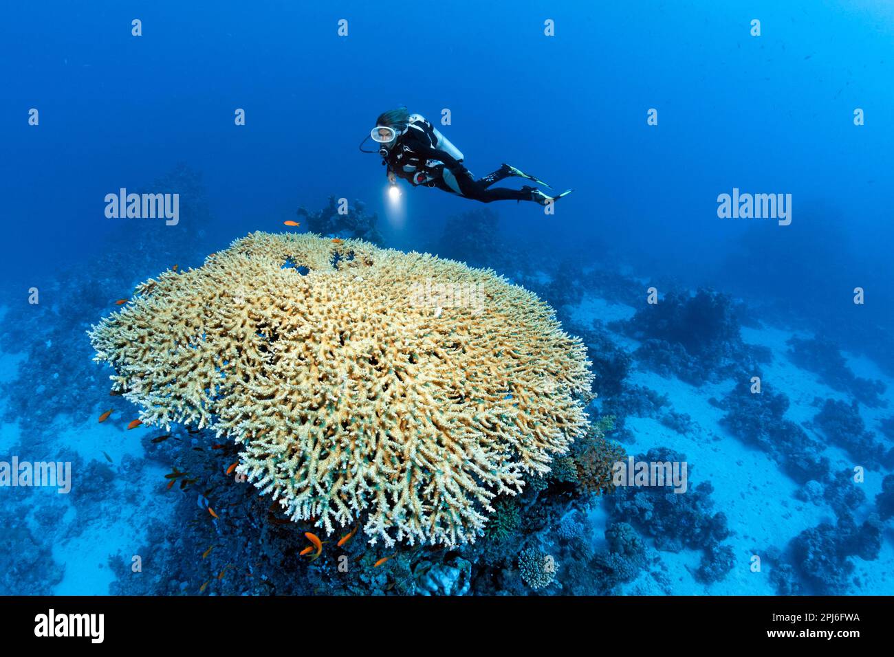 Diver hovering over large Acropora table coral (Acropora acuminata) Red Sea, St. Johns, Marsa Alam, Egypt Stock Photo