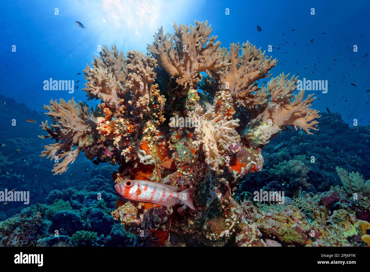 Common bigeye (Priacanthus hamrur) seeks shelter under coral stick, leather coral (Sinularia polidactila), backlight, Red Sea, St. Johns, Marsa Alam Stock Photo
