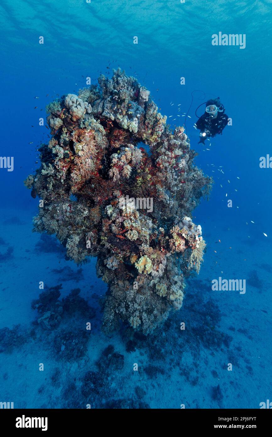 Diver looking at fifteen-metre high coral tower made of various species of stony coral, Red Sea, St. Johns, Egypt Stock Photo