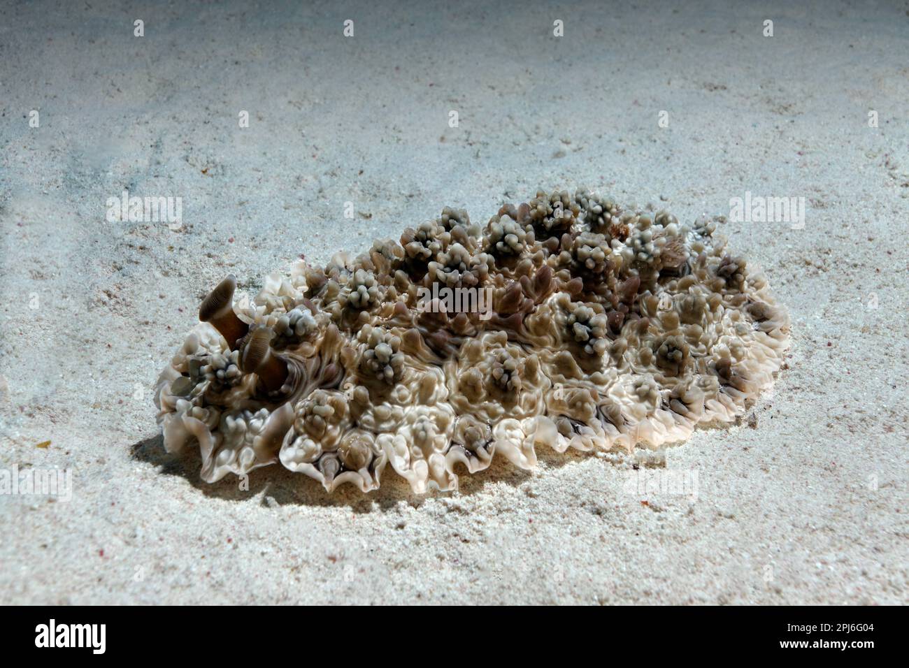 Cauliflower nudibranch (Dendrodoris tuberculosa) crawling over sandy bottom, Red Sea, St. Johns, Marsa Alam, Egypt Stock Photo