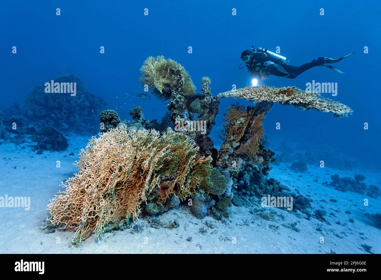 Female diver, diver hovering over large Acropora table coral (Acropora acuminata), front net fire coral (Milleporadichotoma), sandy bottom, Red Sea Stock Photo