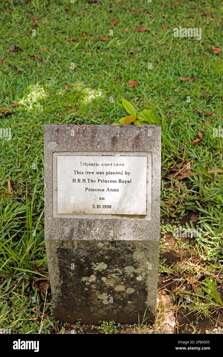 Memorial stone on the occasion of the planting of an ant tree (Triplaris americana), for the English Princess Anne in 1998, Botanical Garden of Stock Photo