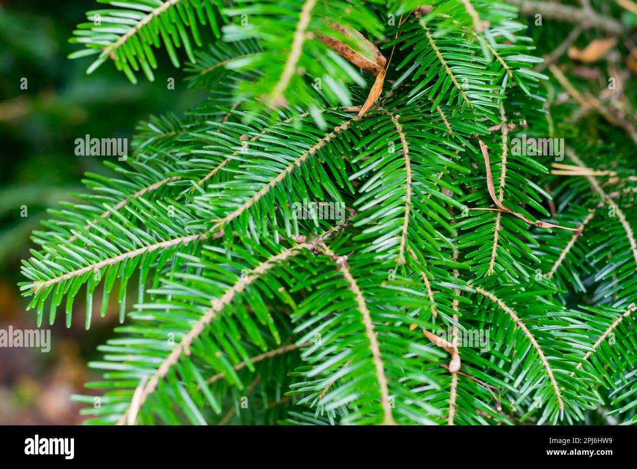 Blue spruce tree close hi-res stock photography and images - Alamy