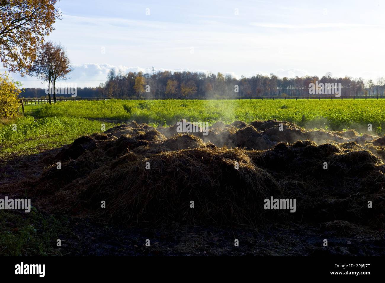 Steamy horse manure pile Stock Photo